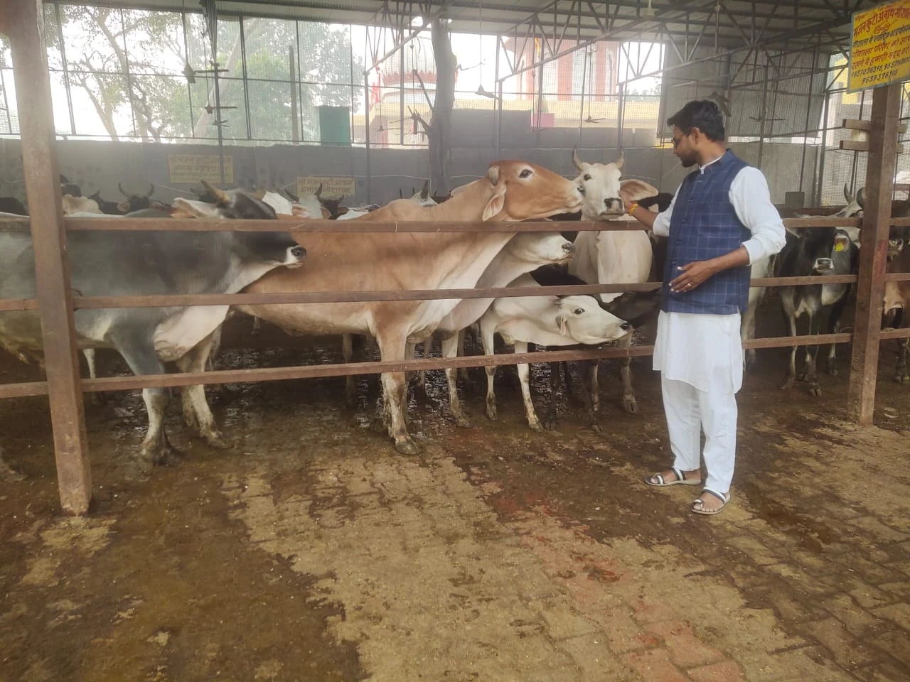 गौशाला में गौमाता के साथ वास्तविक गौसेवा का चित्र